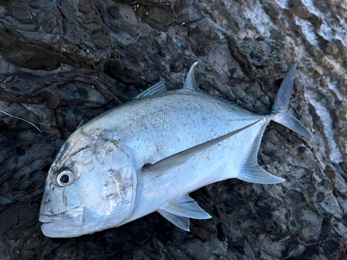 ロウニンアジの釣果