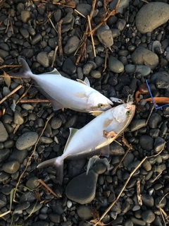 ショゴの釣果