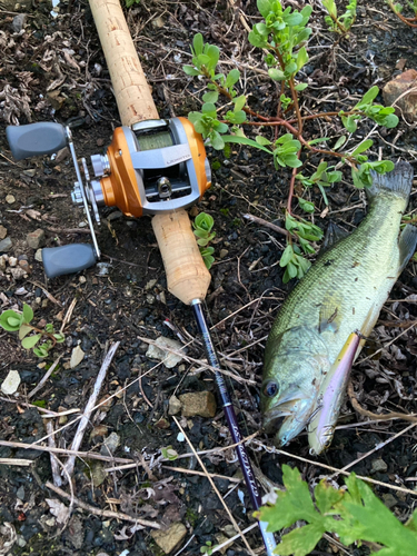 ラージマウスバスの釣果