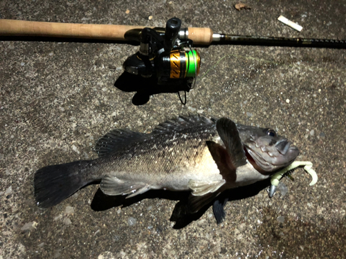 クロソイの釣果