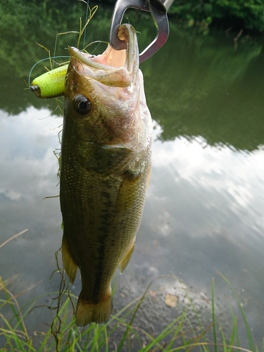 ラージマウスバスの釣果