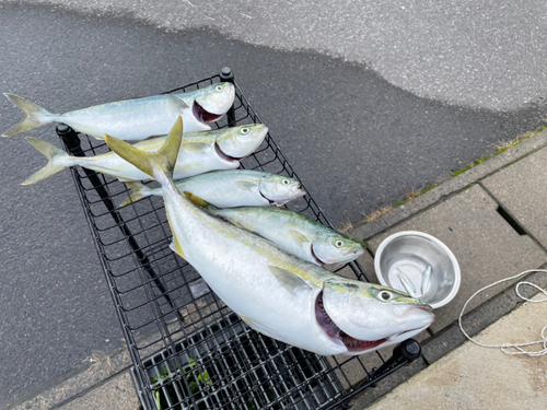 フクラギの釣果