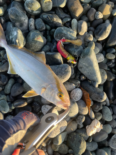 ショゴの釣果