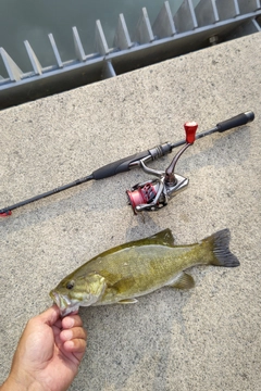 スモールマウスバスの釣果