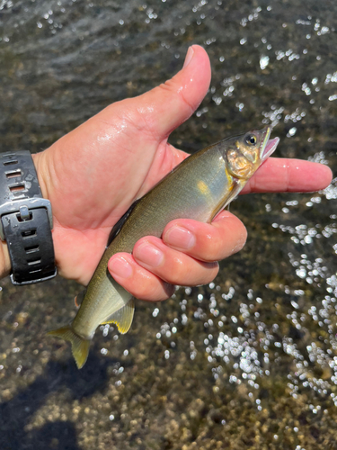 アユの釣果