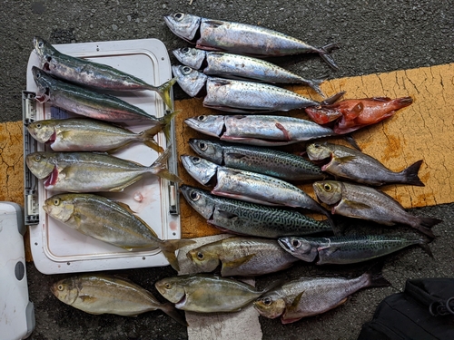 ショゴの釣果