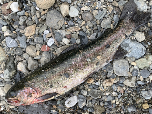 ニジマスの釣果