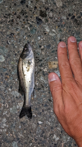 スズキの釣果