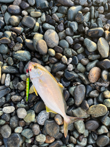 ショゴの釣果