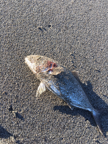 ショゴの釣果