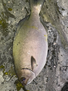 イスズミの釣果