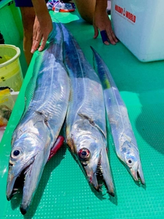 タチウオの釣果