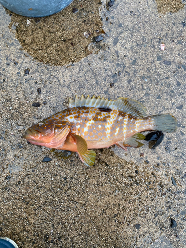 アコウの釣果