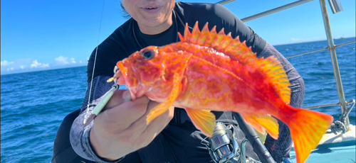 アヤメカサゴの釣果