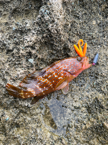 キジハタの釣果