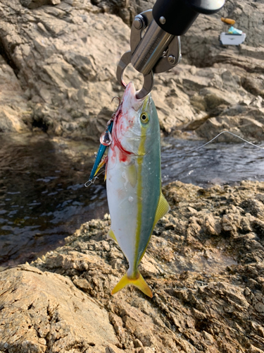 ワカシの釣果