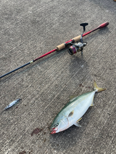 ショッコの釣果