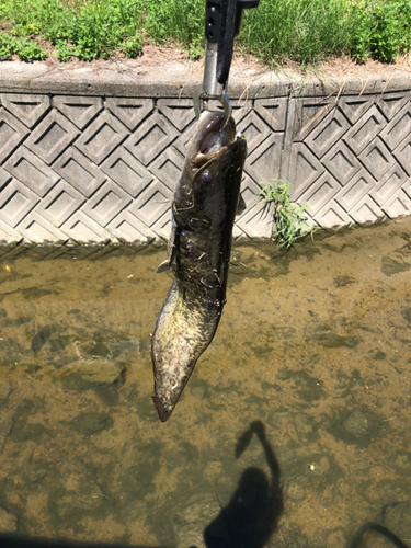 ニホンナマズの釣果