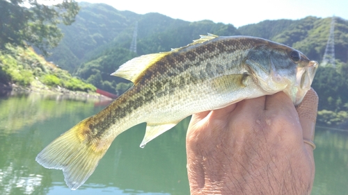 ラージマウスバスの釣果