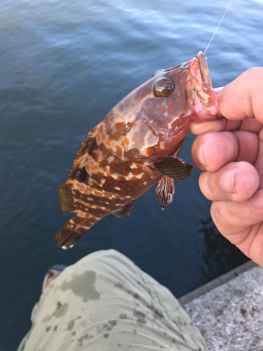 キジハタの釣果