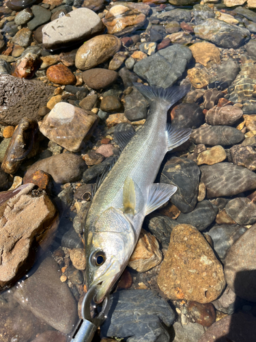 セイゴ（マルスズキ）の釣果