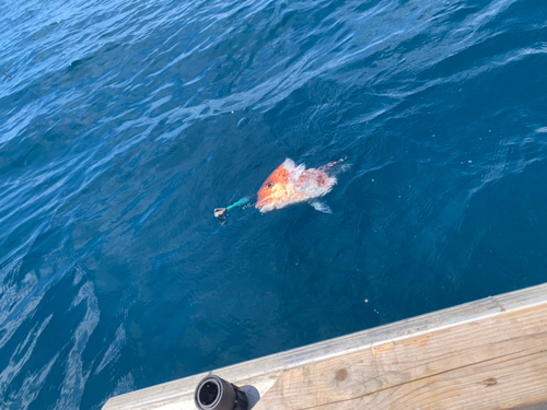 タイの釣果