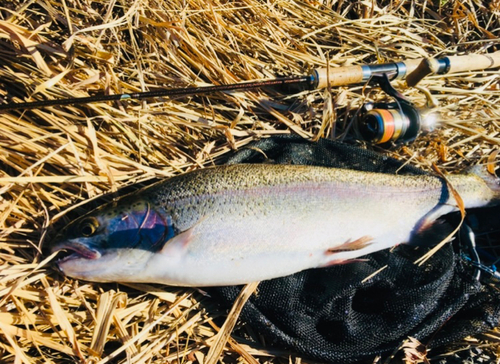 ニジマスの釣果