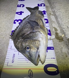 クロダイの釣果