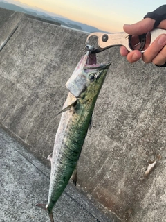 サワラの釣果