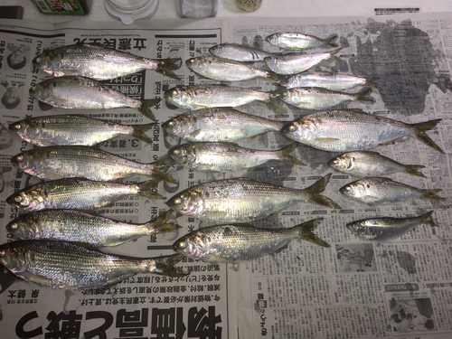 コノシロの釣果