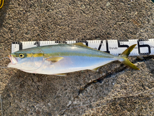 ハマチの釣果