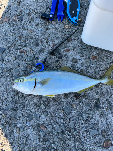 ヤズの釣果