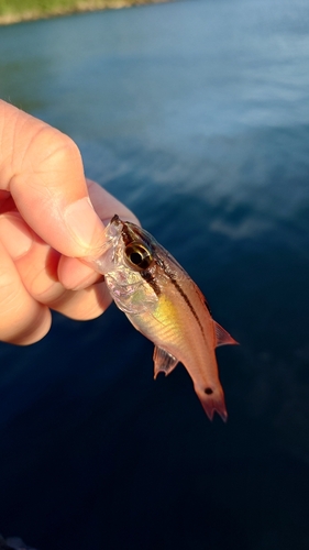 ネンブツダイの釣果