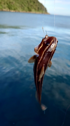 ゴンズイの釣果