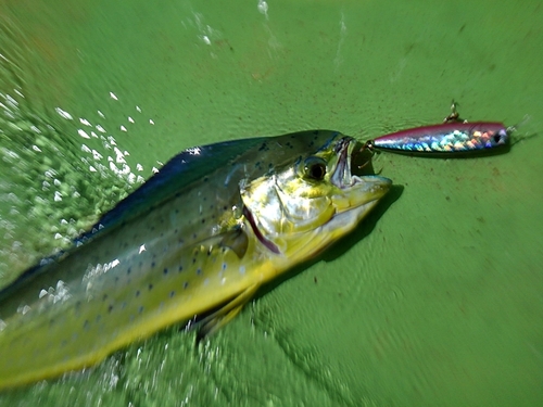 シイラの釣果