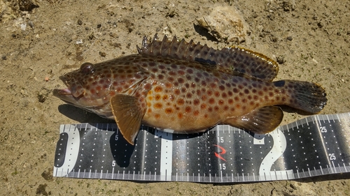 ノミノクチの釣果