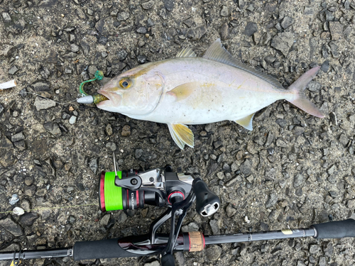 ネイリの釣果