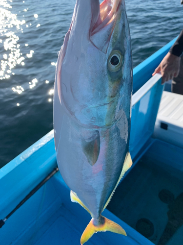 ハマチの釣果