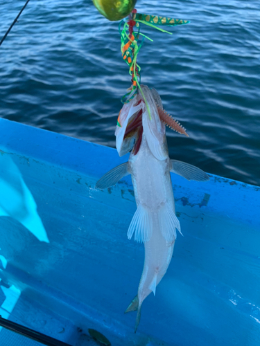 エソの釣果