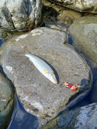 ウグイの釣果