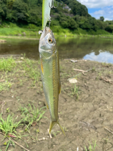 ハスの釣果