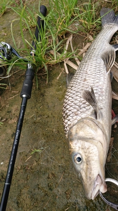 ニゴイの釣果