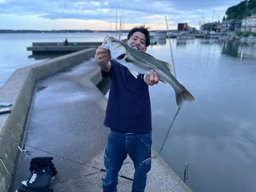 スズキの釣果