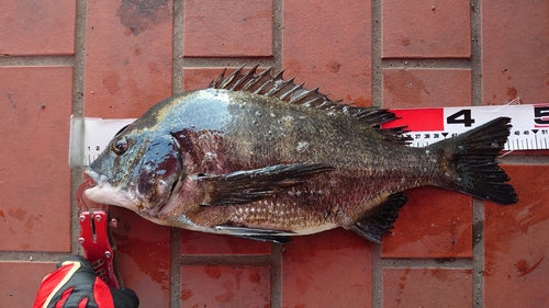 チヌの釣果