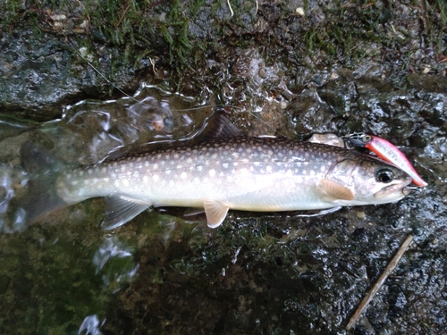 イワナの釣果