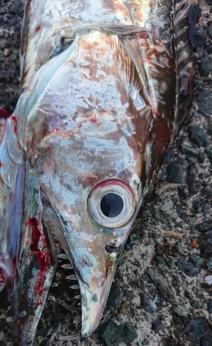 タチウオの釣果