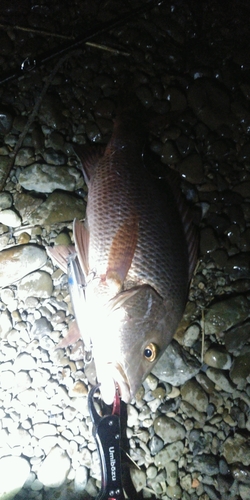 ゴマフエダイの釣果