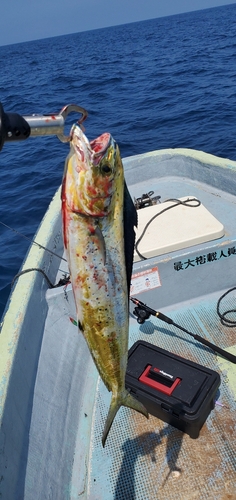 シイラの釣果