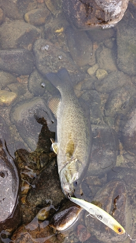 スモールマウスバスの釣果