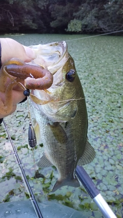 ブラックバスの釣果